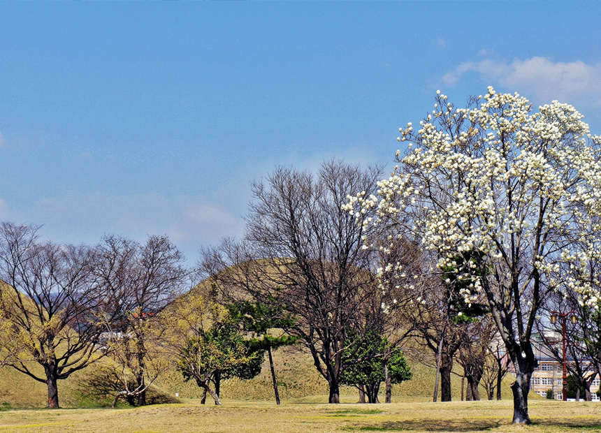 경주 대릉원 일원(노서리) 봄 풍경