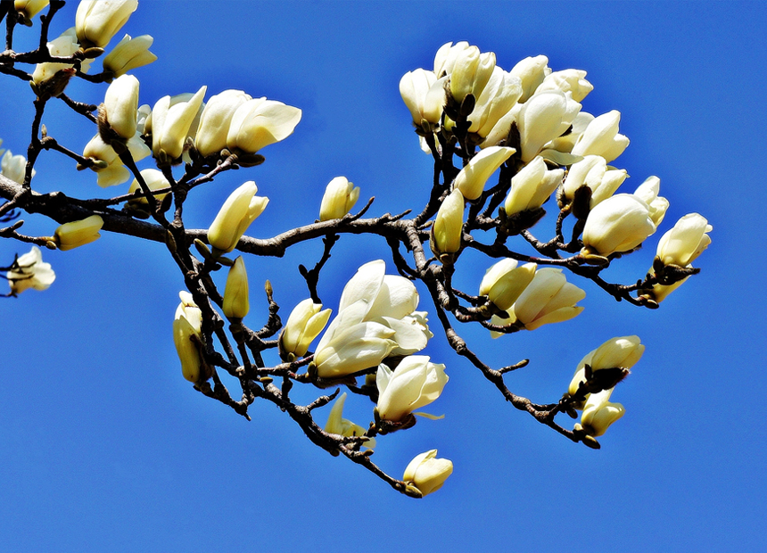 경주 대릉원 일원(노서리) 봄 풍경