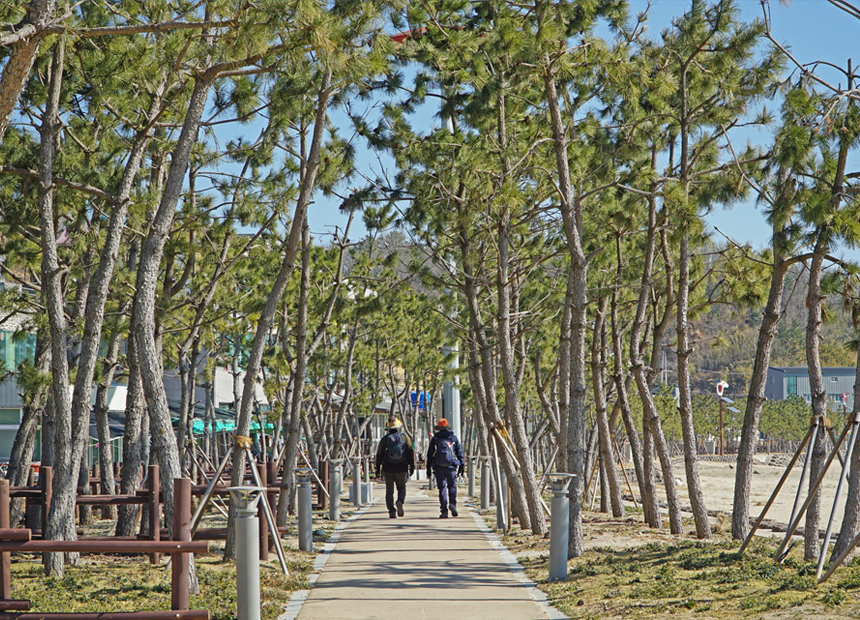 경주 해파랑길 10코스_관성솔밭해변