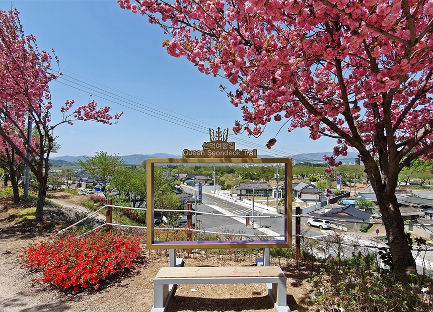 선덕여왕길 겹벚꽃