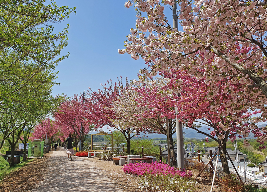 선덕여왕길 겹벚꽃