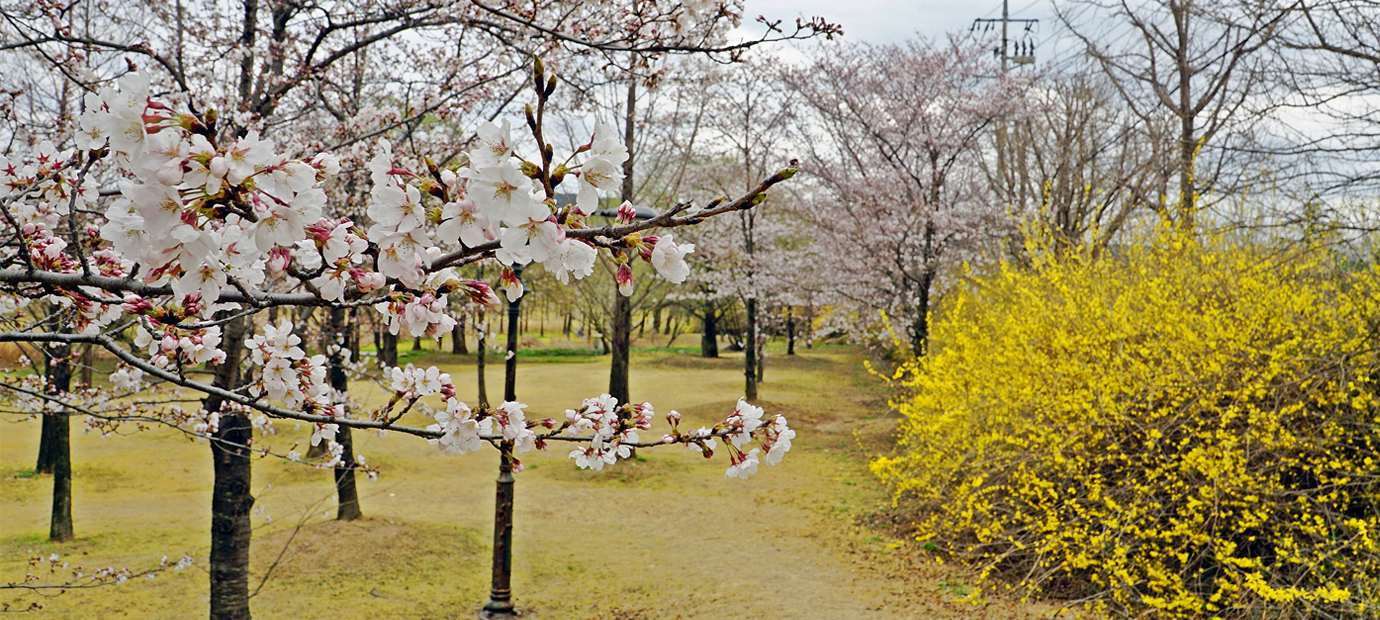 신라왕경숲 벚꽃