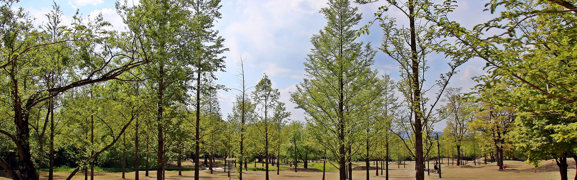 신라왕경숲의 봄