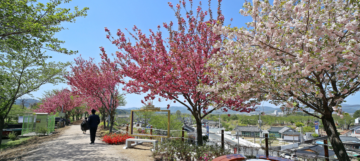 선덕여왕길 포토존 겹벚꽃