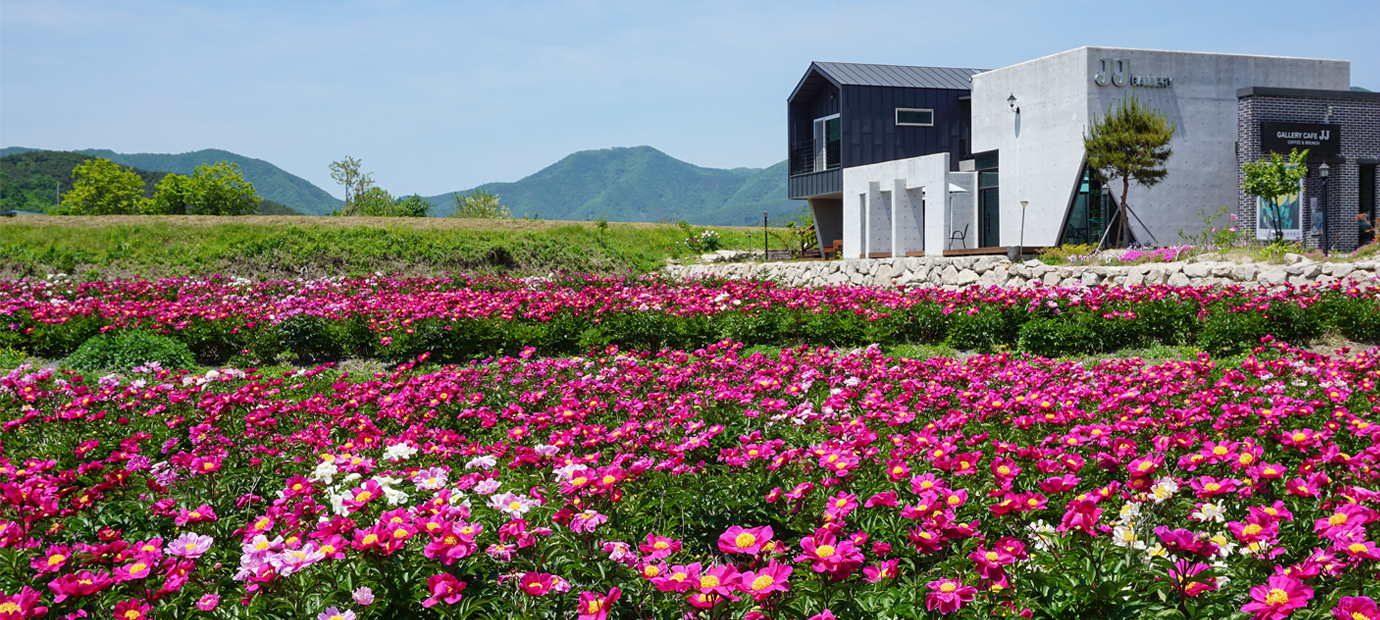 작약이 만개한 JJ갤러리 카페