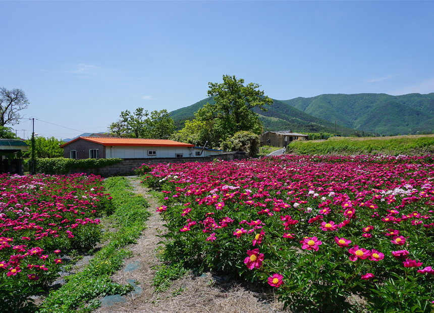 작약이 만개한 JJ갤러리 카페