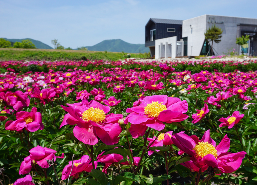 작약이 만개한 JJ갤러리 카페