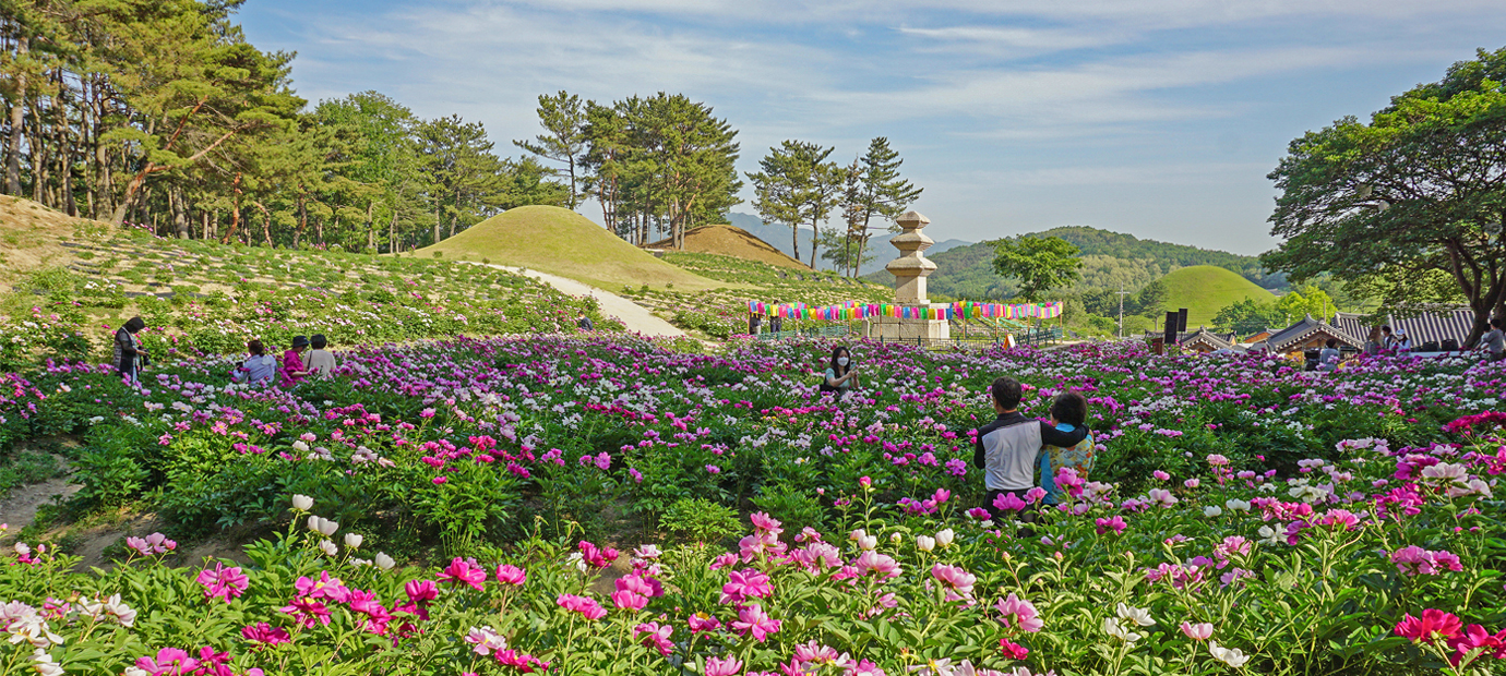 서악동 삼층석탑 작약꽃단지