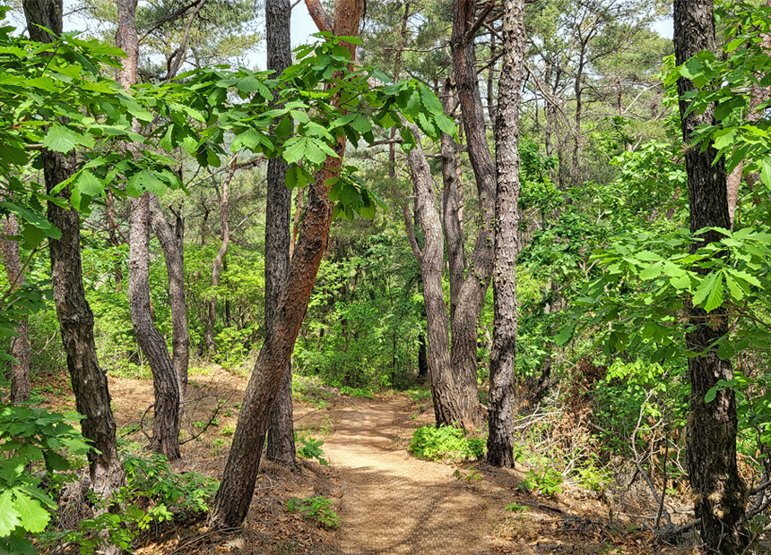 명활성 탐방로 숲길