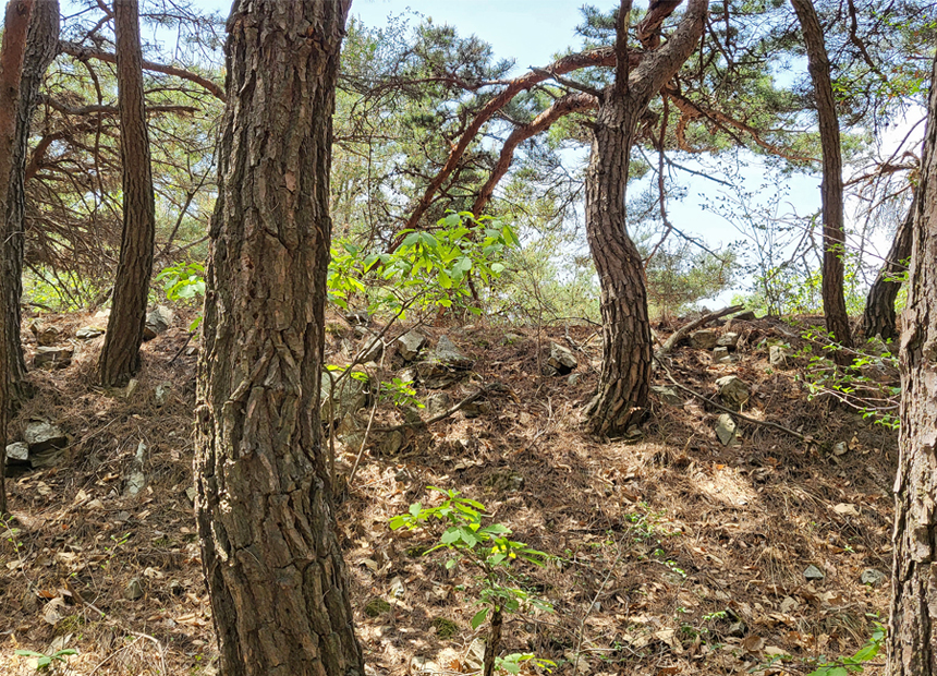명활성 탐방로 숲길