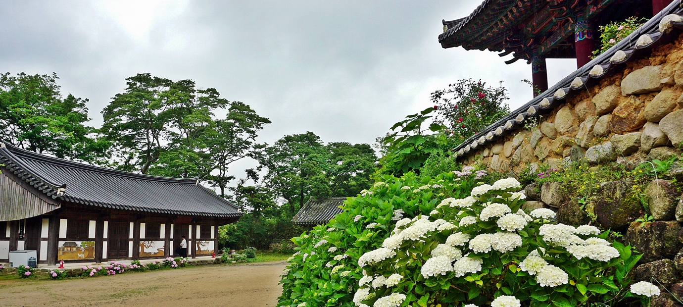 신문왕 호국 행차길 코스 중 ‘수국 만발한 기림사’