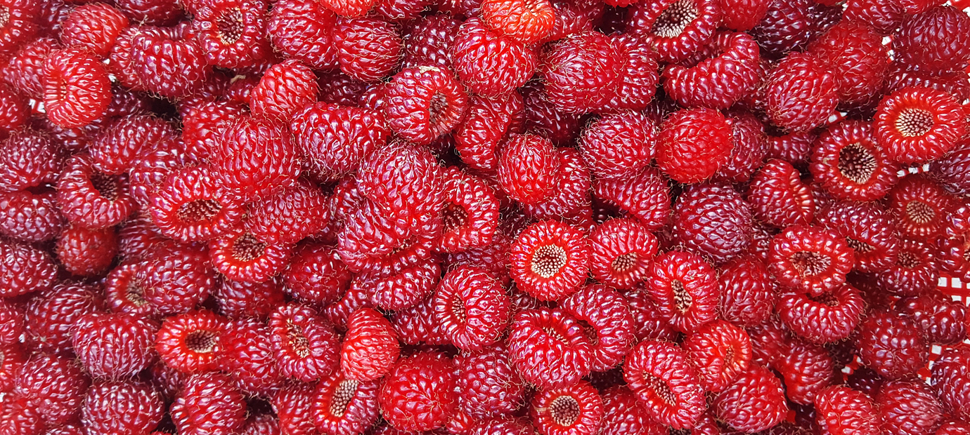 문무대왕면 권이마을 산딸기