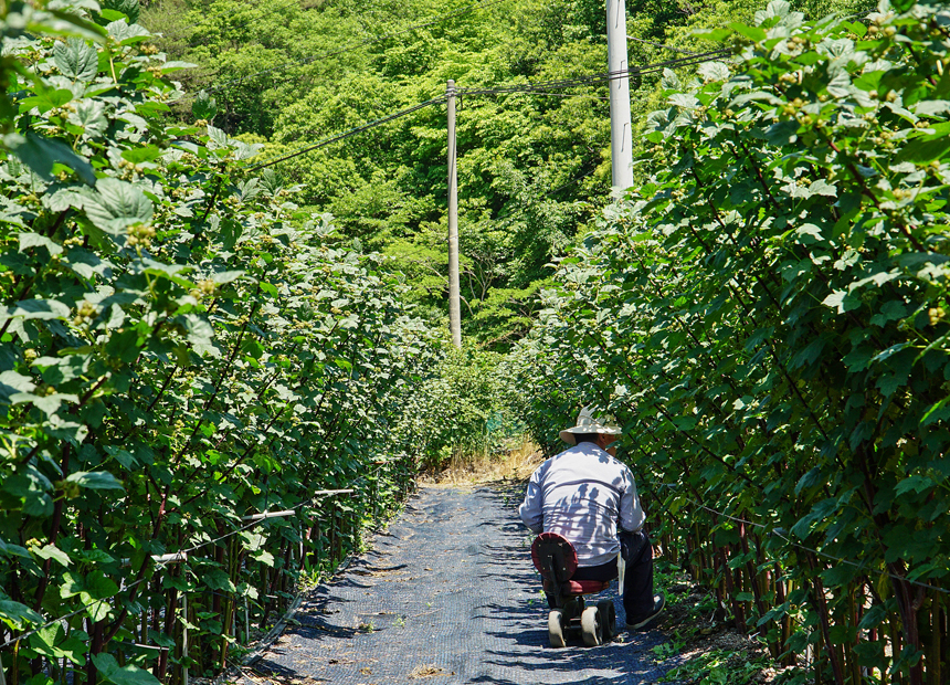 문무대왕면 권이마을 산딸기 체험장