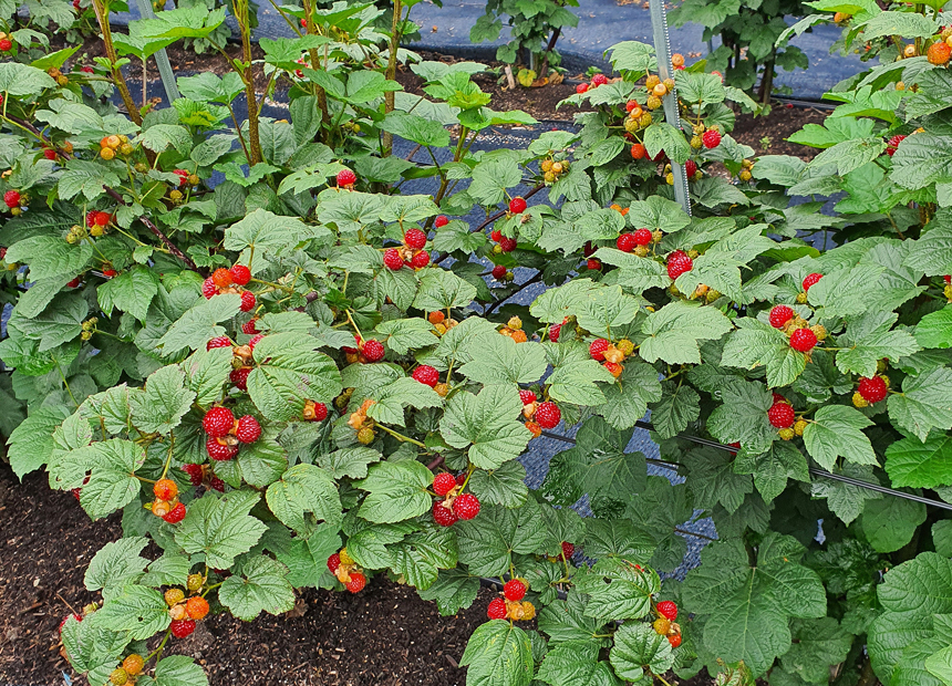 문무대왕면 권이마을 산딸기 체험장