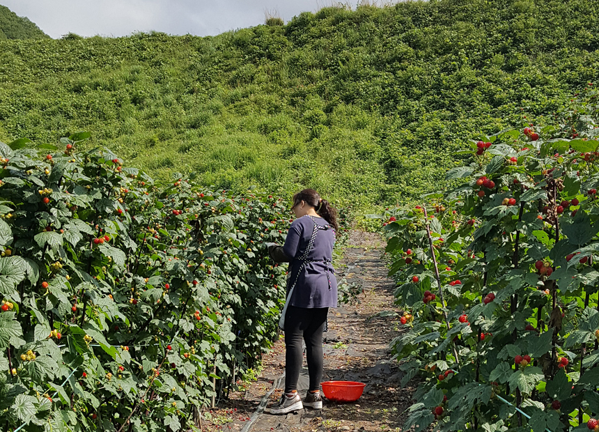 문무대왕면 권이마을 산딸기 체험장 