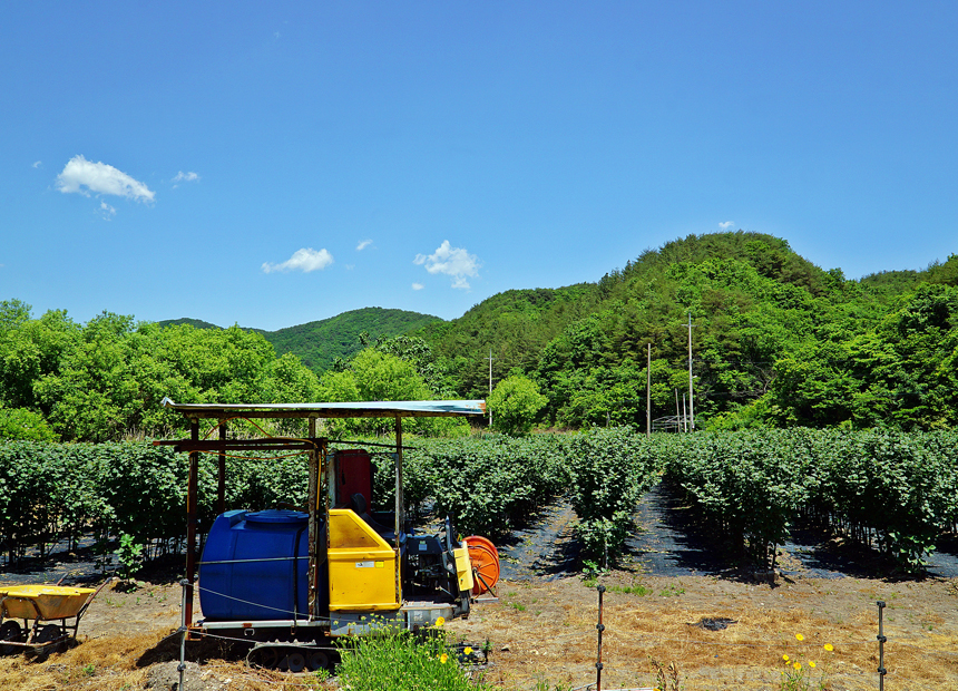 문무대왕면 권이마을 산딸기 체험장