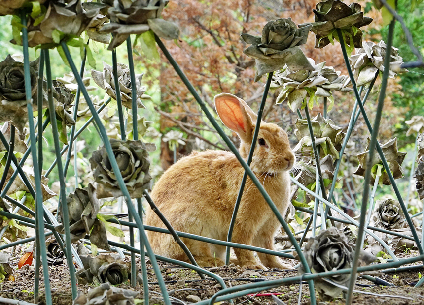국민힐링파크 토끼마을