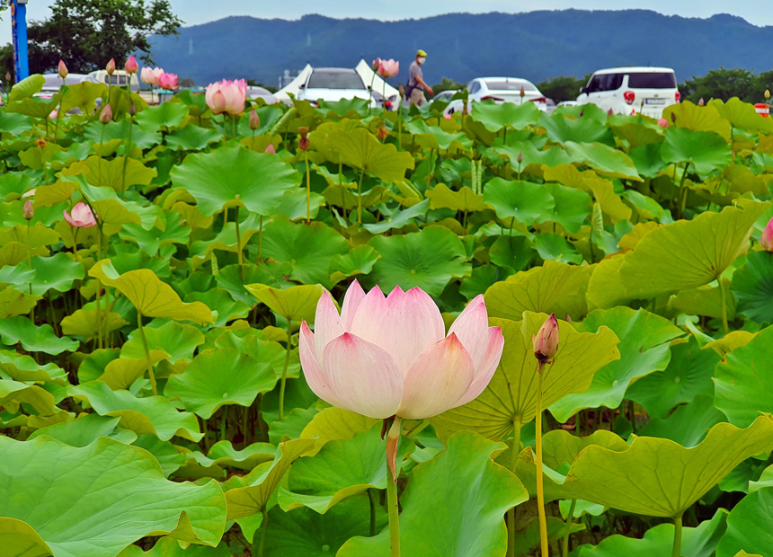 황룡사 마루길 코스 ‘동궁과 월지 연꽃단지’