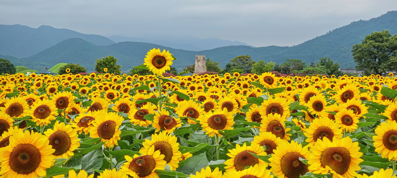 첨성대 해바라기 꽃단지