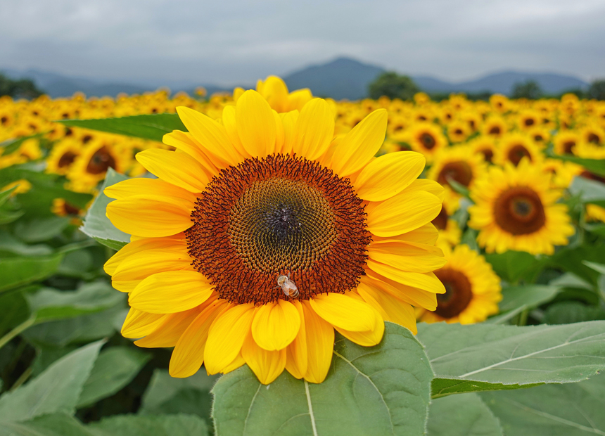 첨성대 해바라기 꽃단지