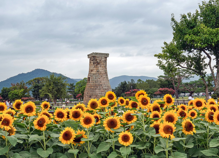 첨성대 해바라기 꽃단지