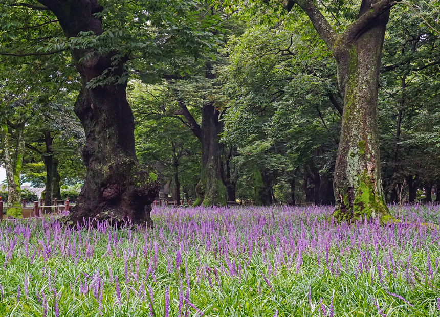 천년의 숲 계림