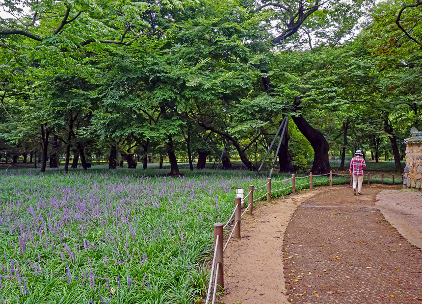 경주 계림 맥문동 군락