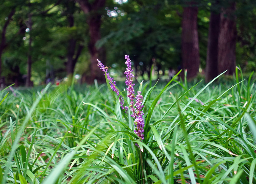 경주 계림 맥문동 군락