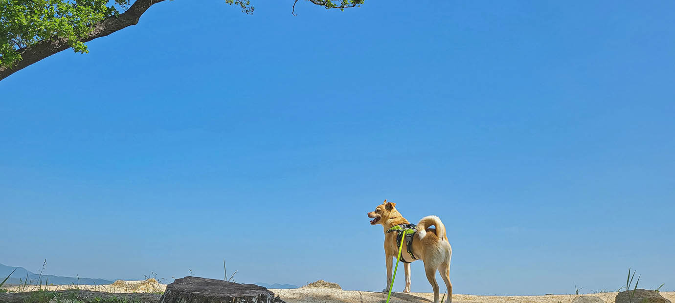 반려견 동반 여행지_경주 월성