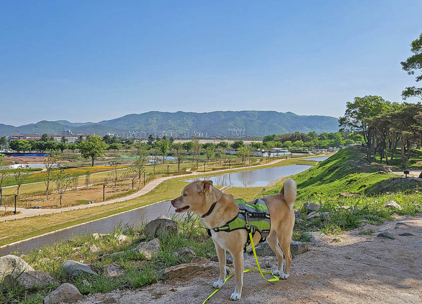 반려견 동반 여행지_경주 월성