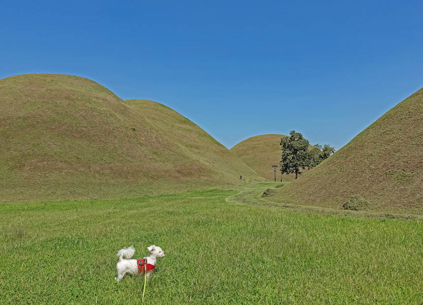반려견 동반 여행지_노동동·노서동 고분군 