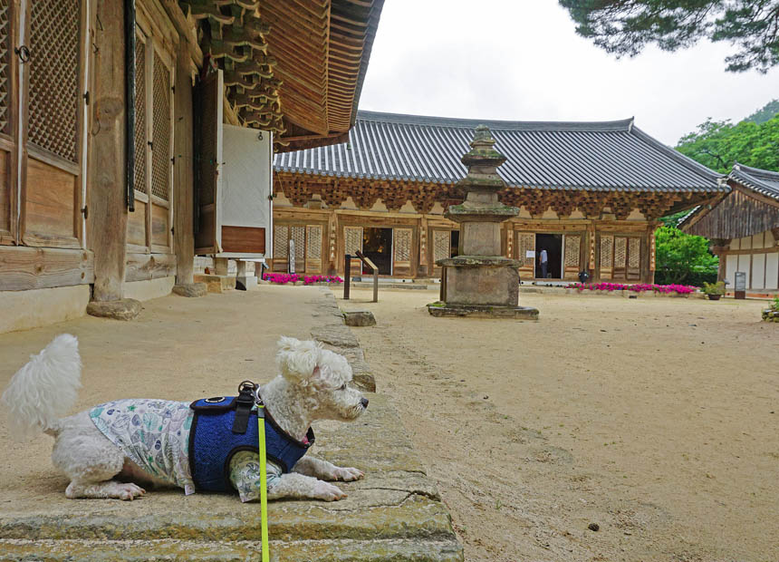 반려견 동반 여행지_기림사