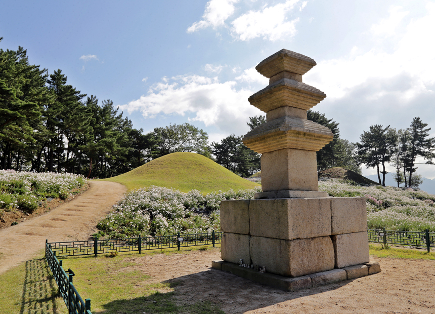 서악동 구절초 군락 