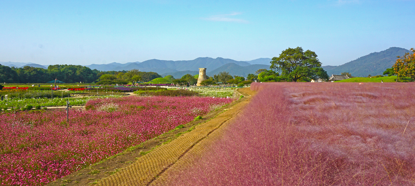 첨성대 핑크뮬리