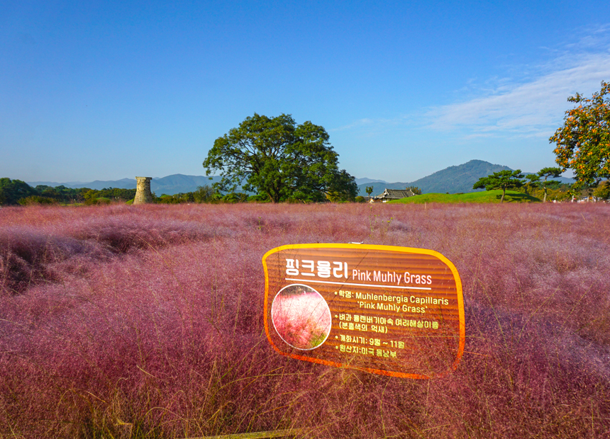 첨성대 핑크뮬리 군락