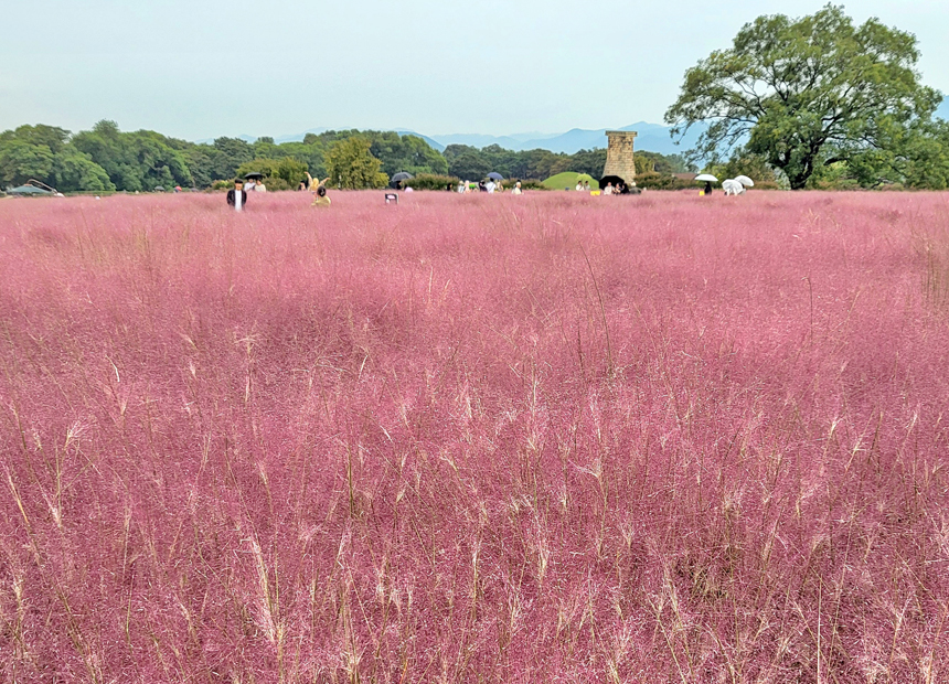첨성대 핑크뮬리 군락