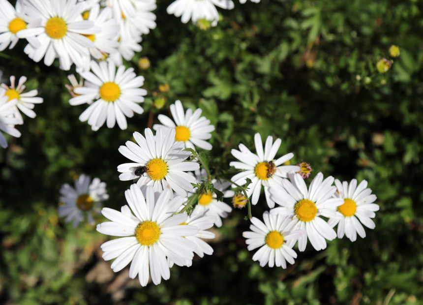 서악동 구절초 군락