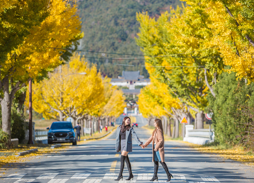 통일전 은행나무길