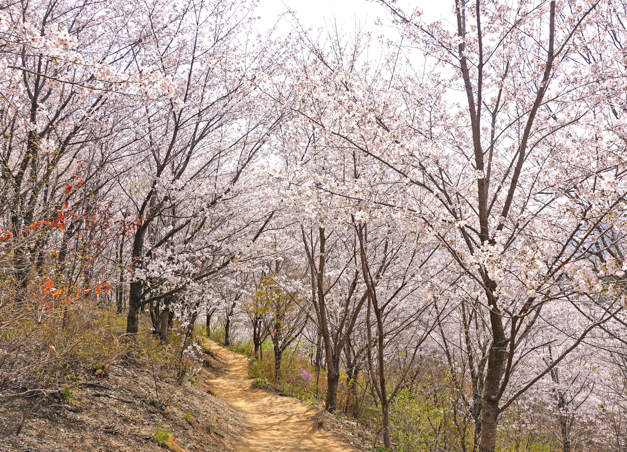 송화산 숲 트레킹