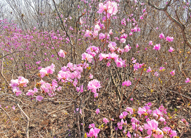 송화산 숲 트레킹