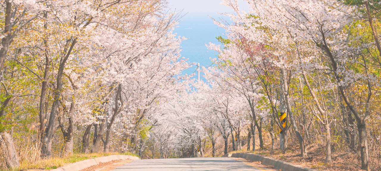 감포정 벚꽃길