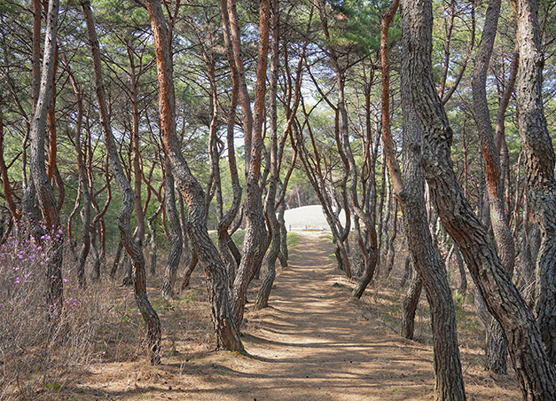 경덕왕릉 가는길