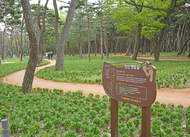 황성공원 천년 맨발길