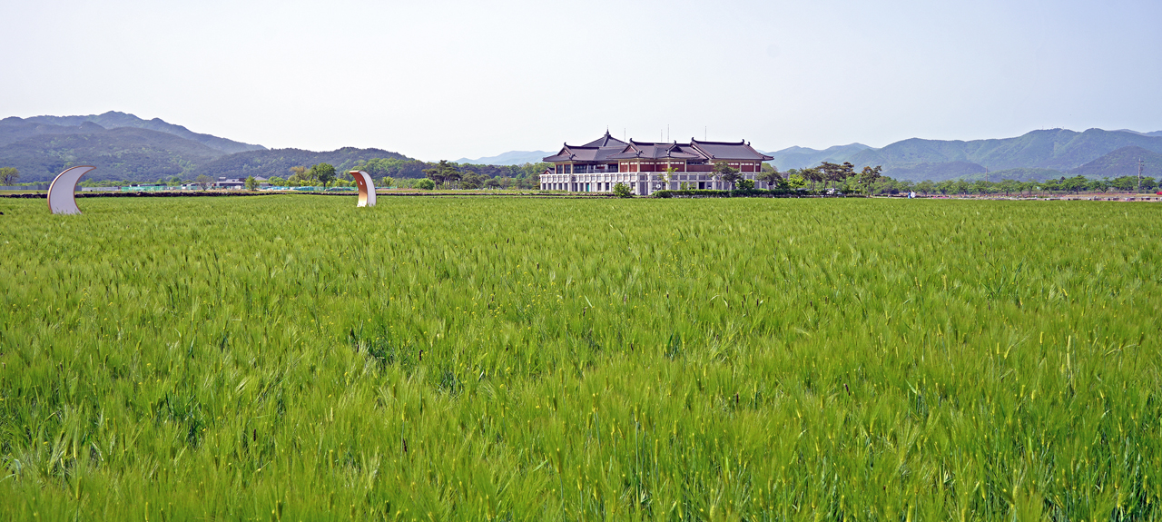 황룡사지 청보리밭