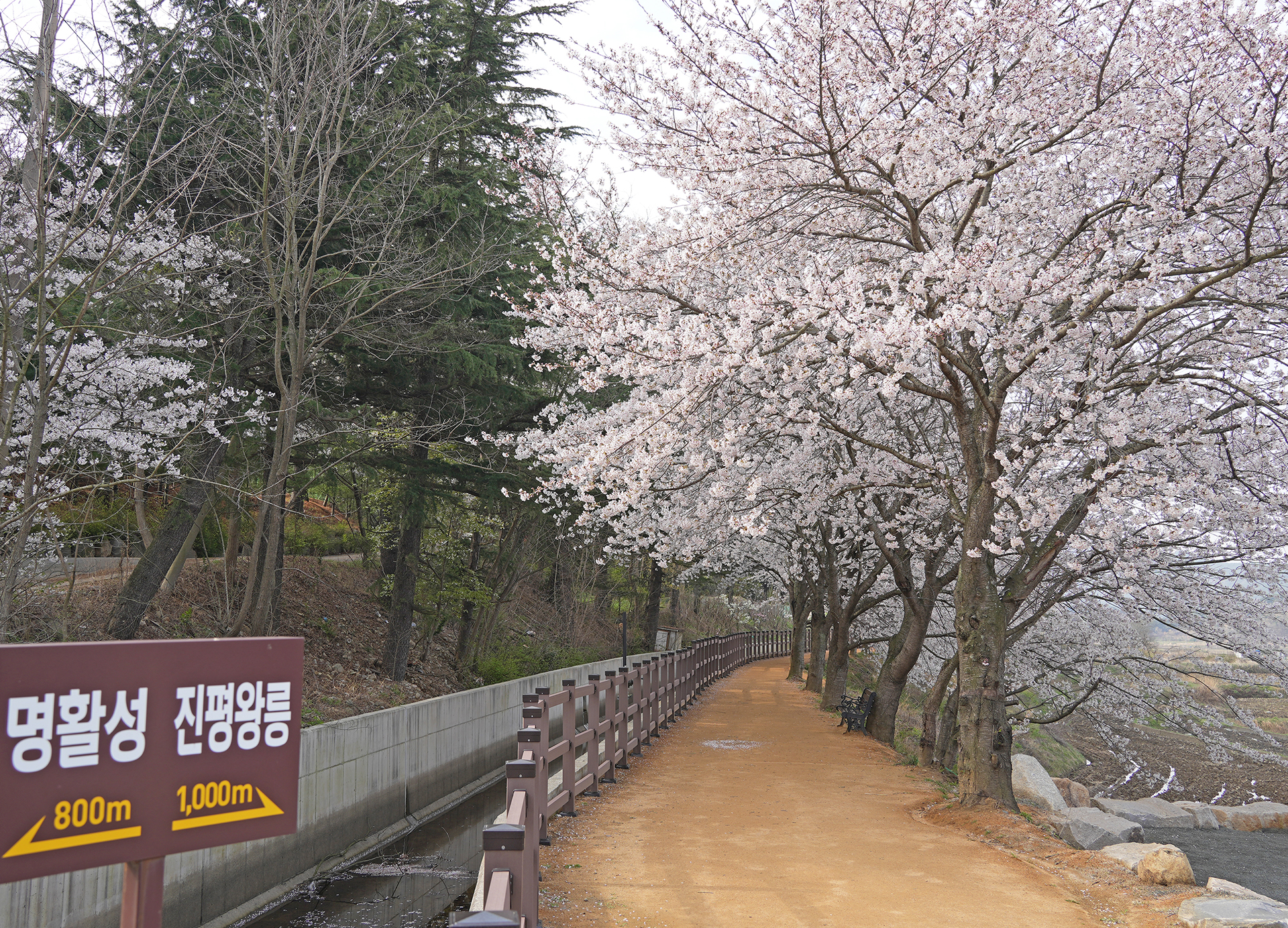 선덕여왕길 벚꽃