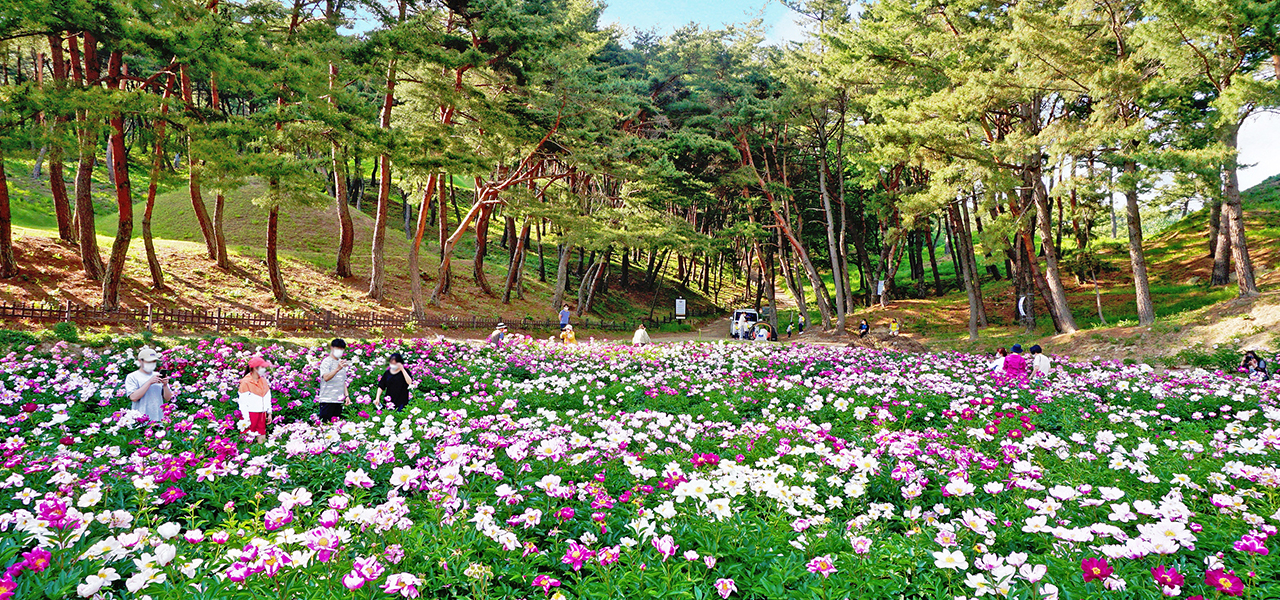 서악동 삼층석탑 작약