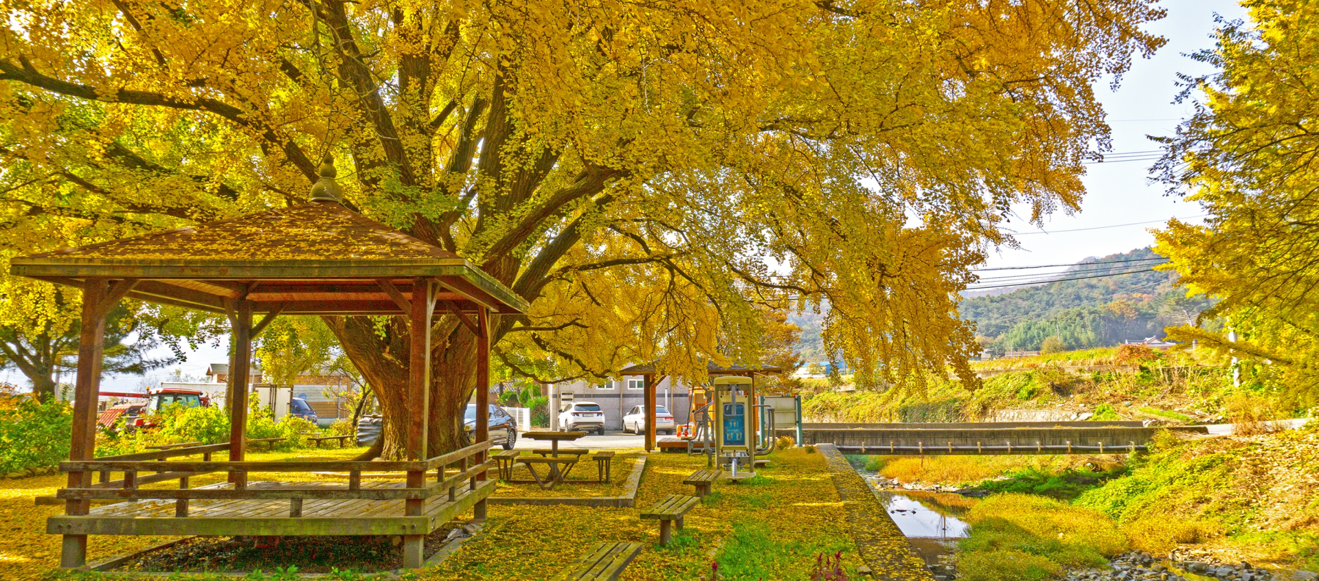 하곡리 은행나무