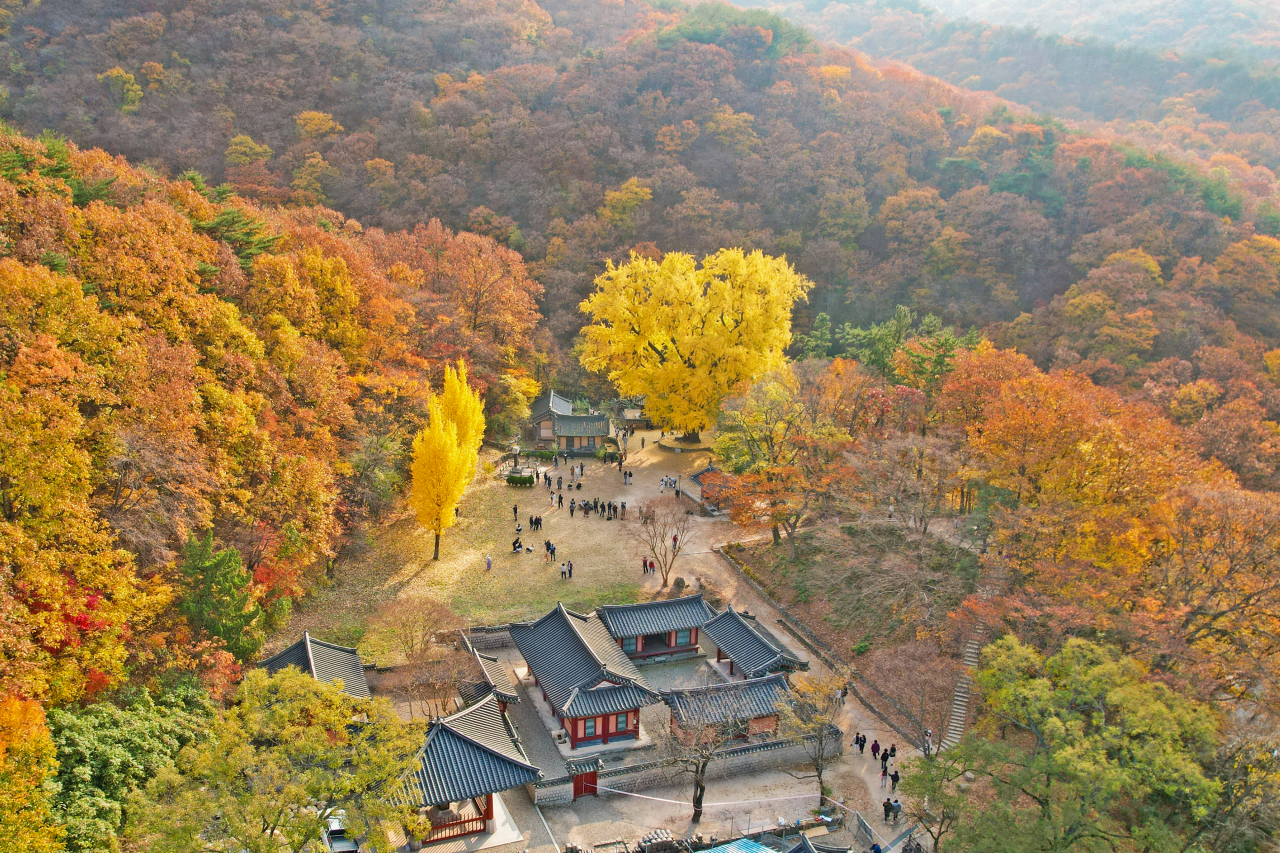 운곡서원 은행나무