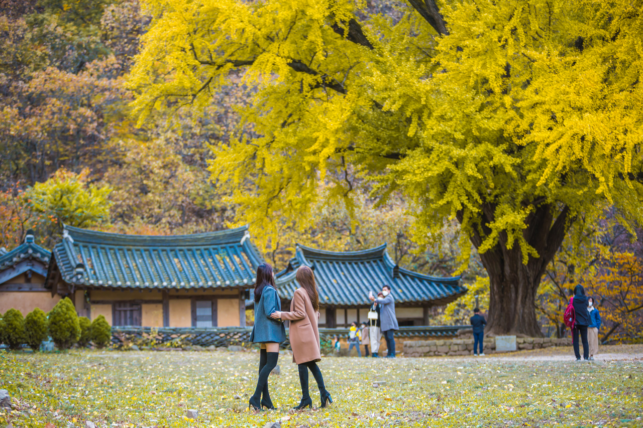 운곡서원 은행나무