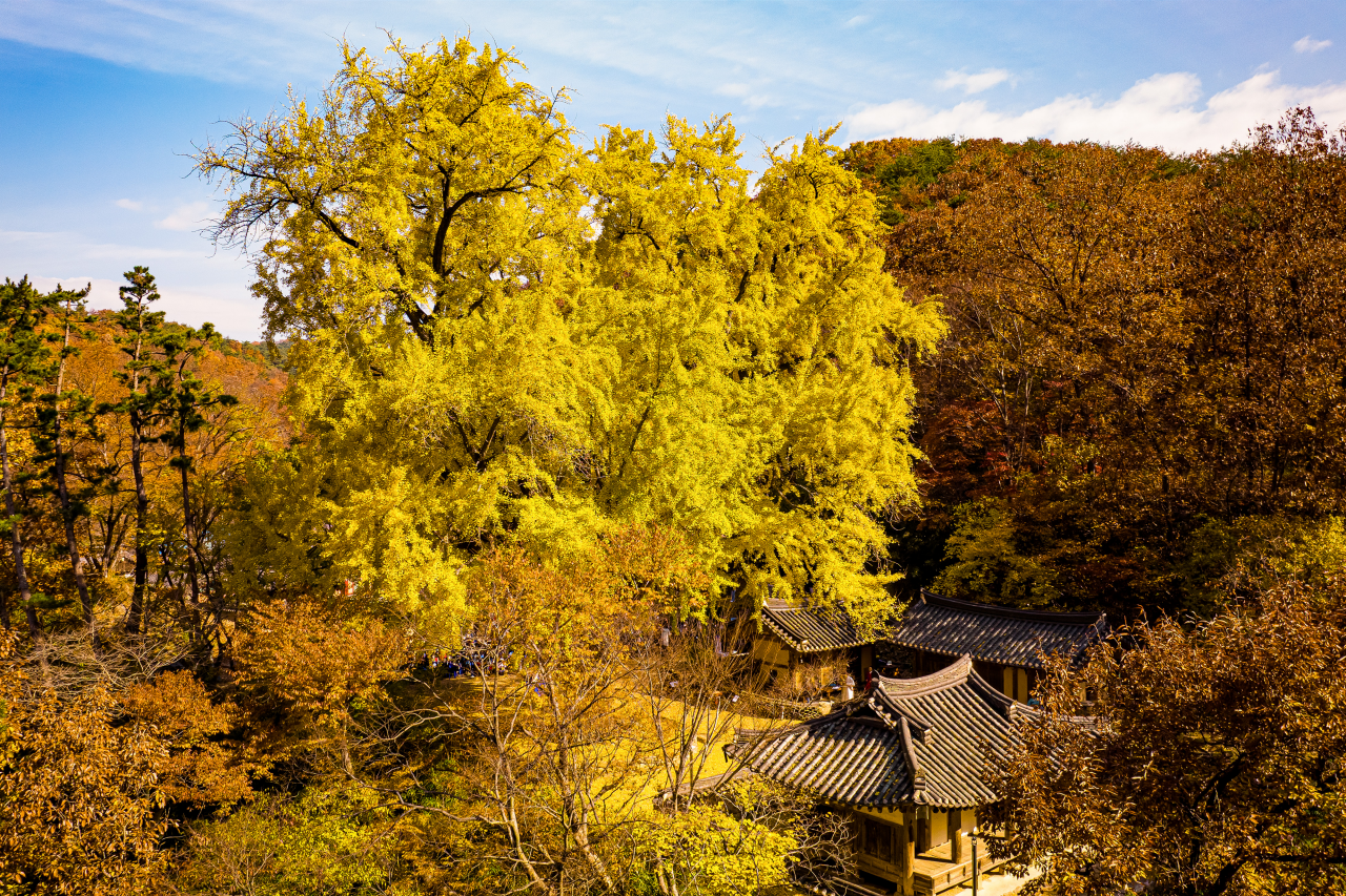 운곡서원 은행나무